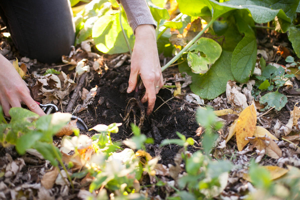 Returning To Our Roots Class with Steph Zabel of Flowerfolk Herbs & Herbstalk