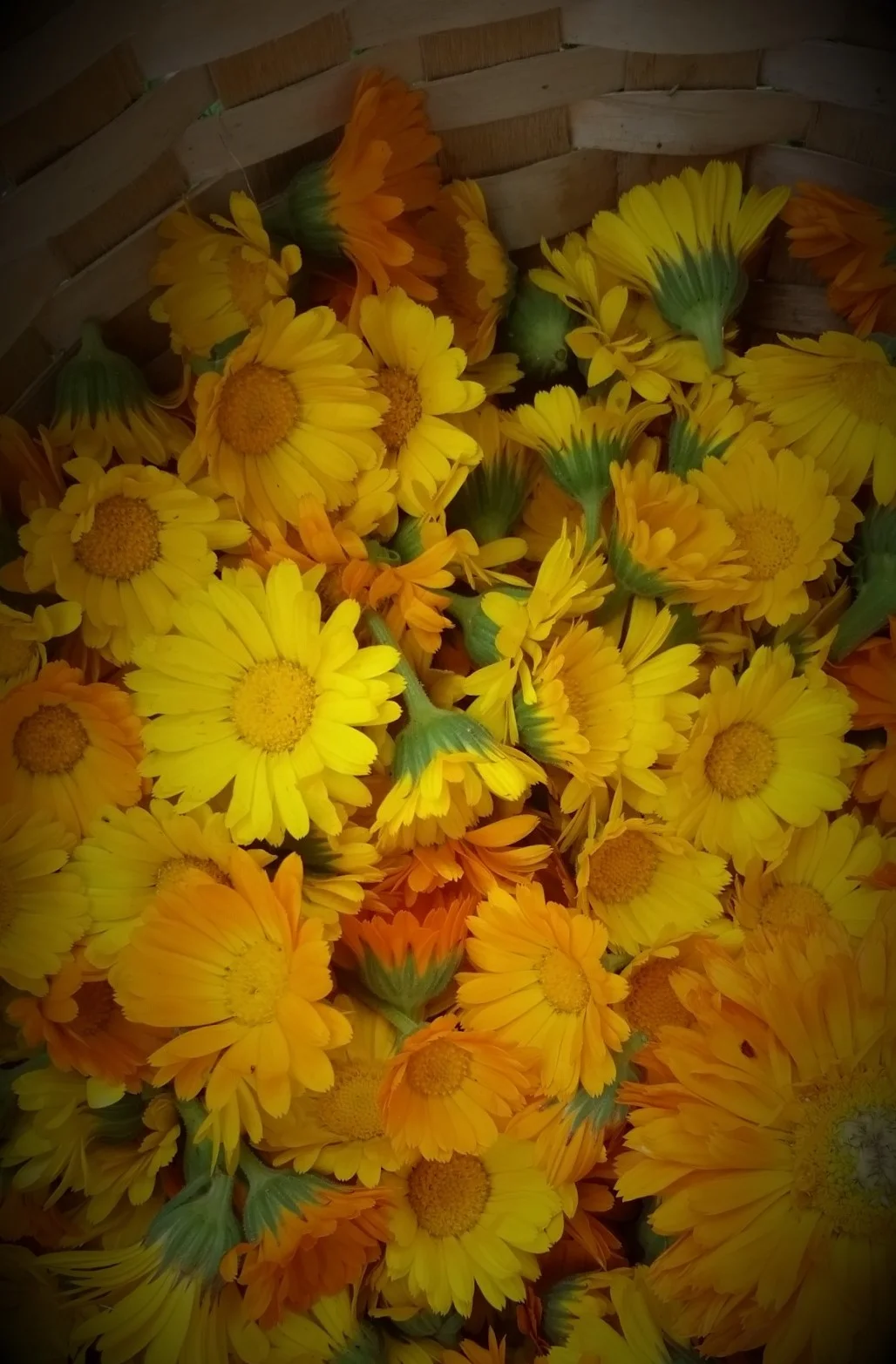 Medicinal and culinary herbs in the kitchen and garden 