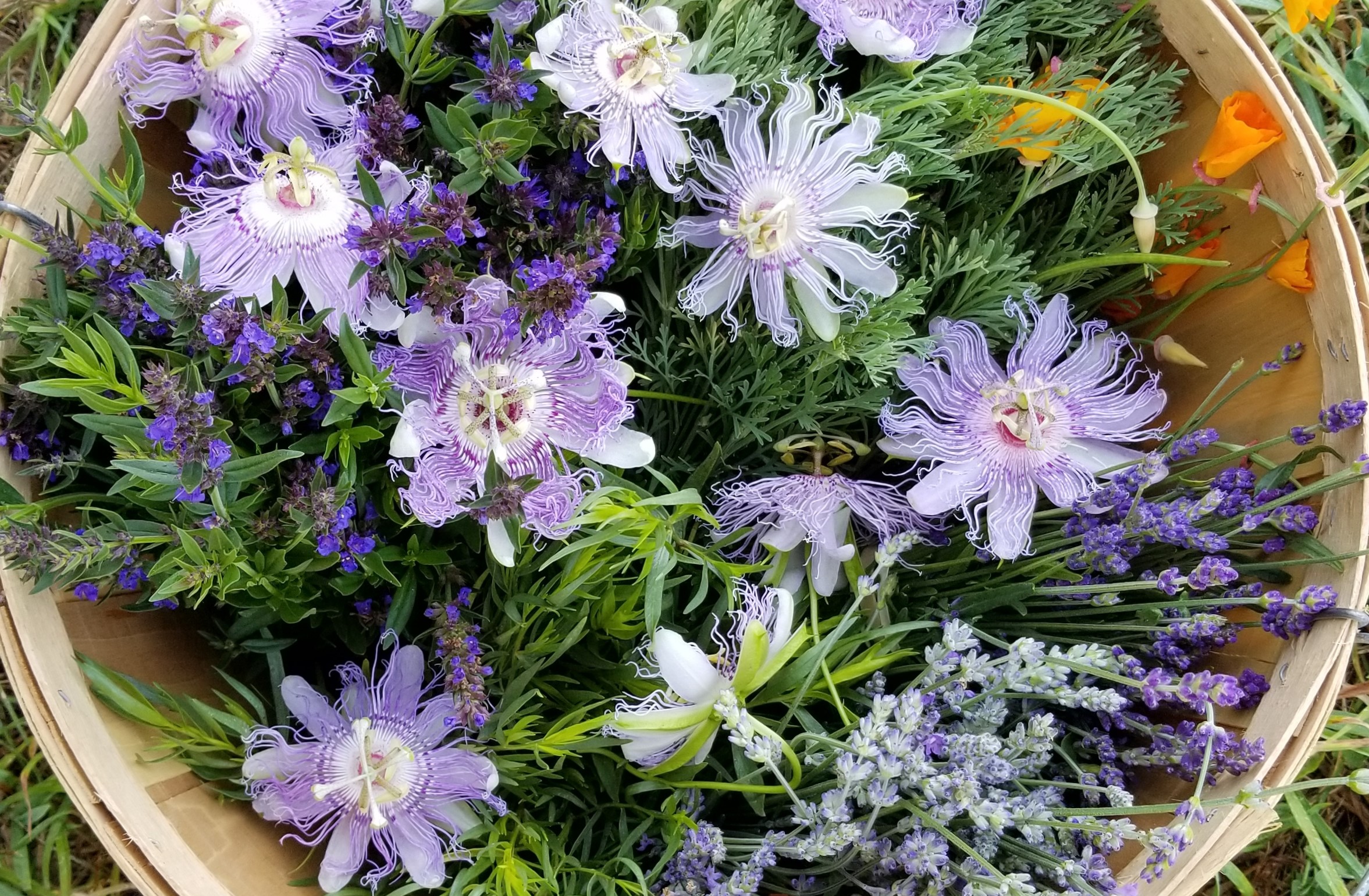 basket of passionflower plus.jpg