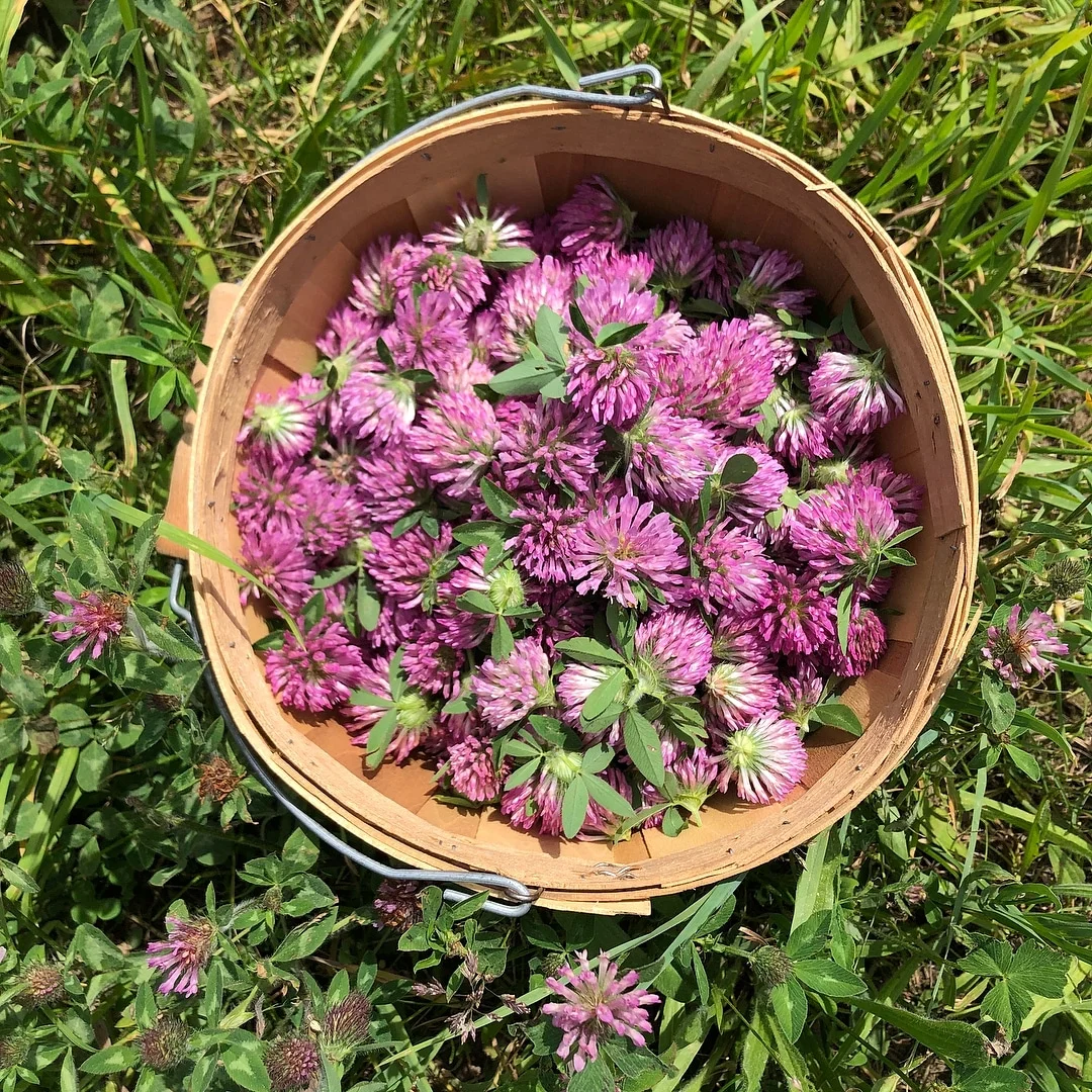 Freshly gathered Red Clover.
