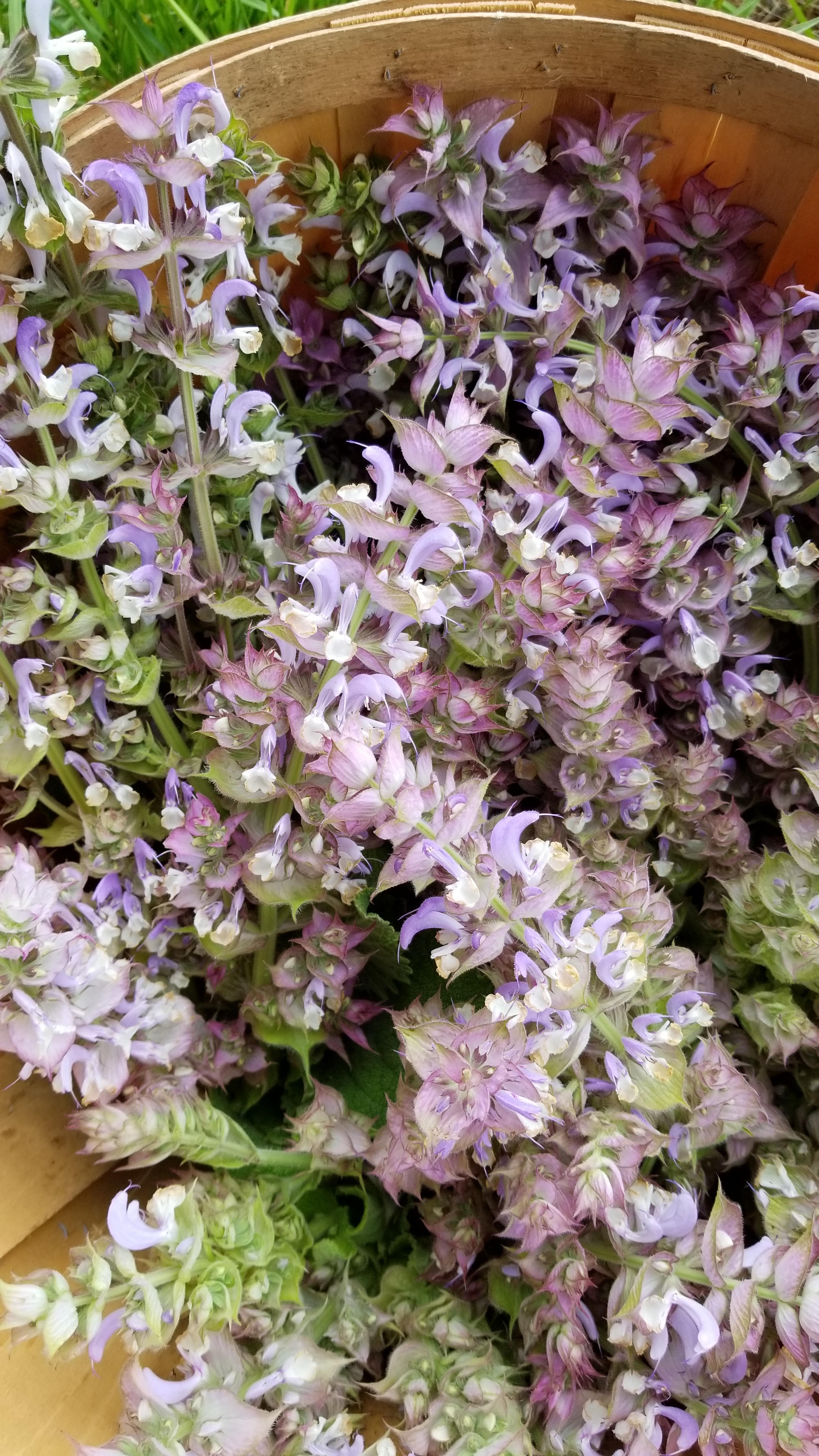 clary sage basket.jpg