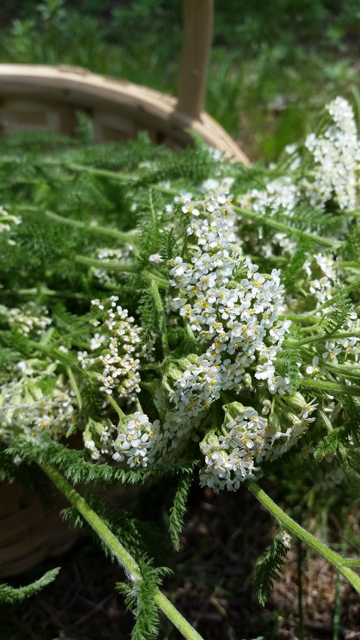 yarrow basket.jpg