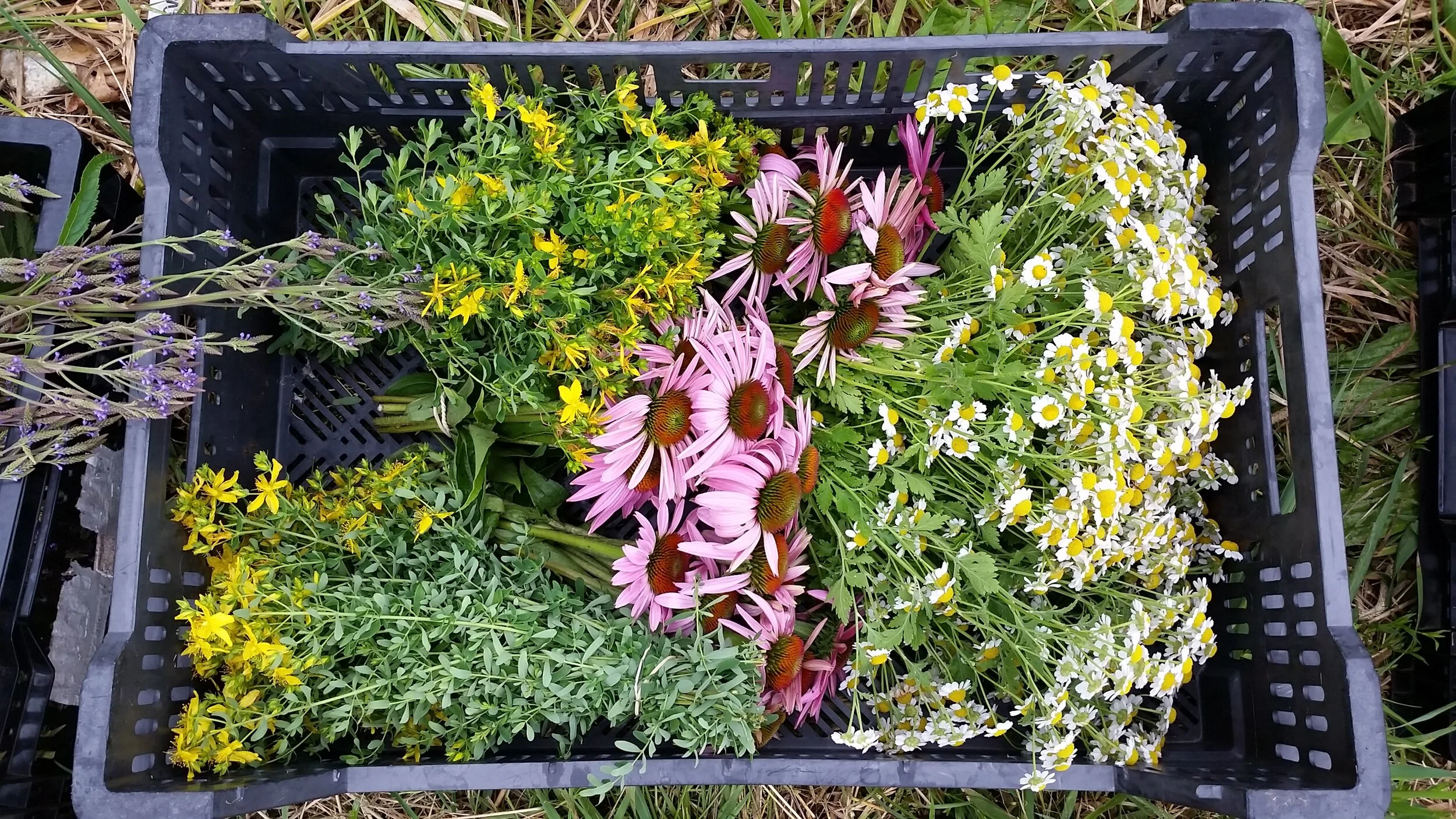crate of echinacea, feverfew, st john's wort, blue vervain.jpg