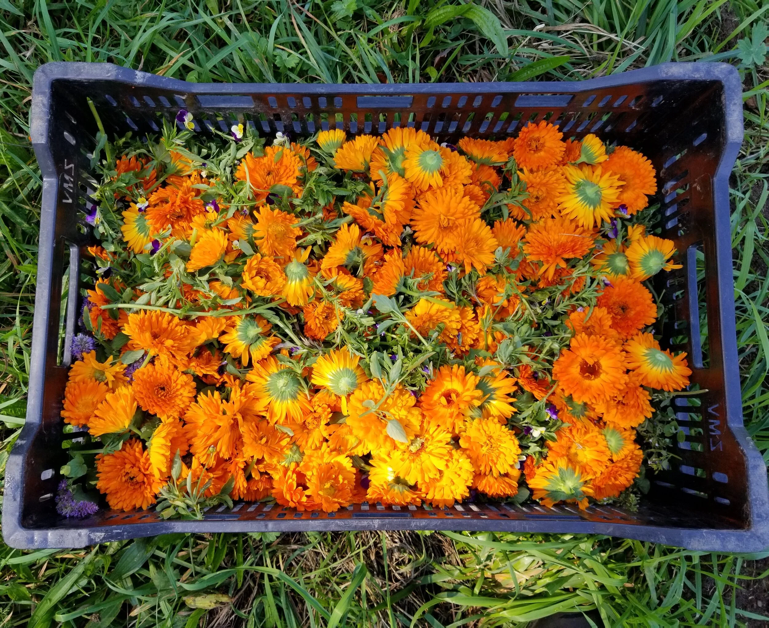 calendula in crate.jpg