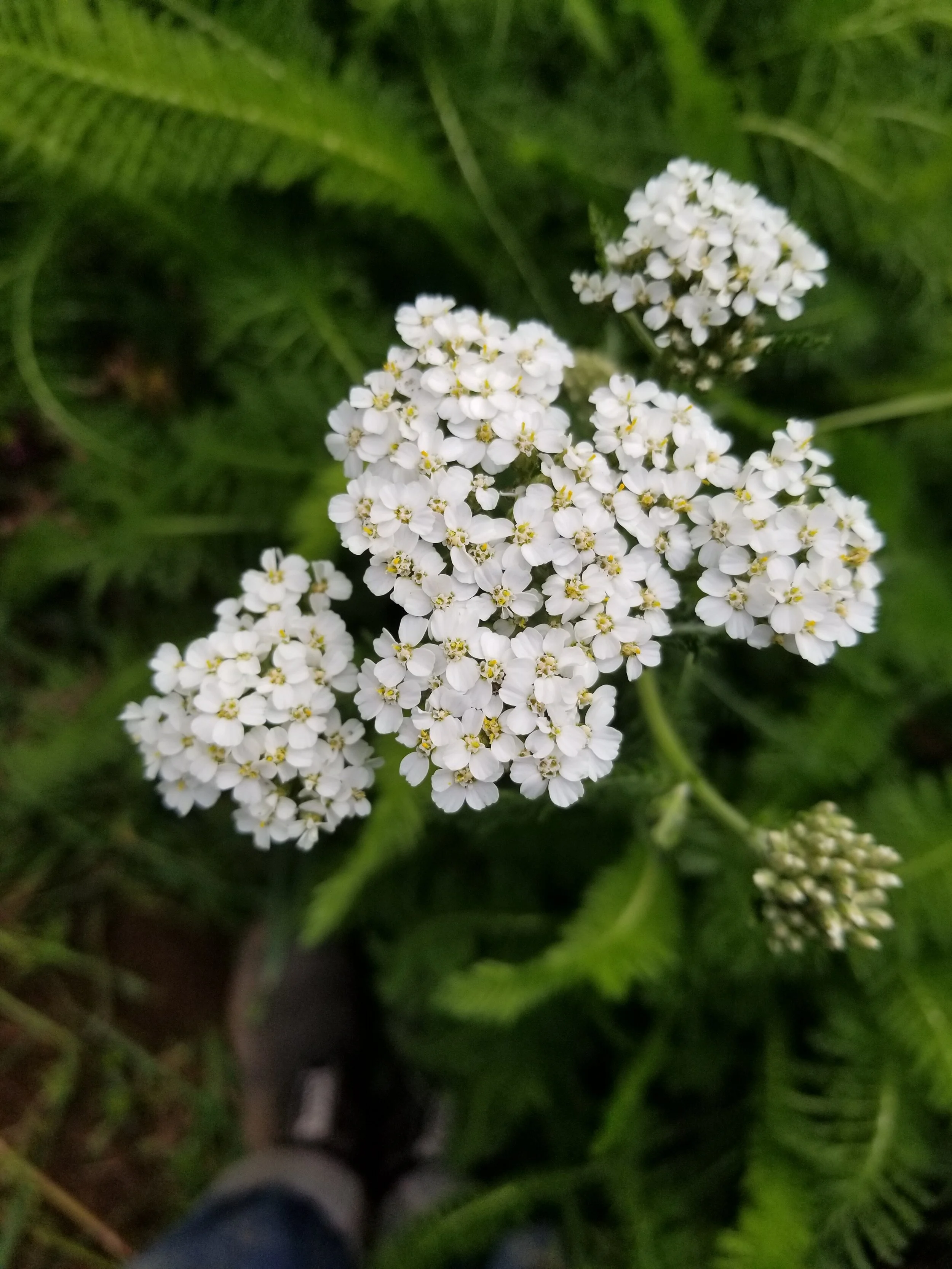 yarrow.jpg
