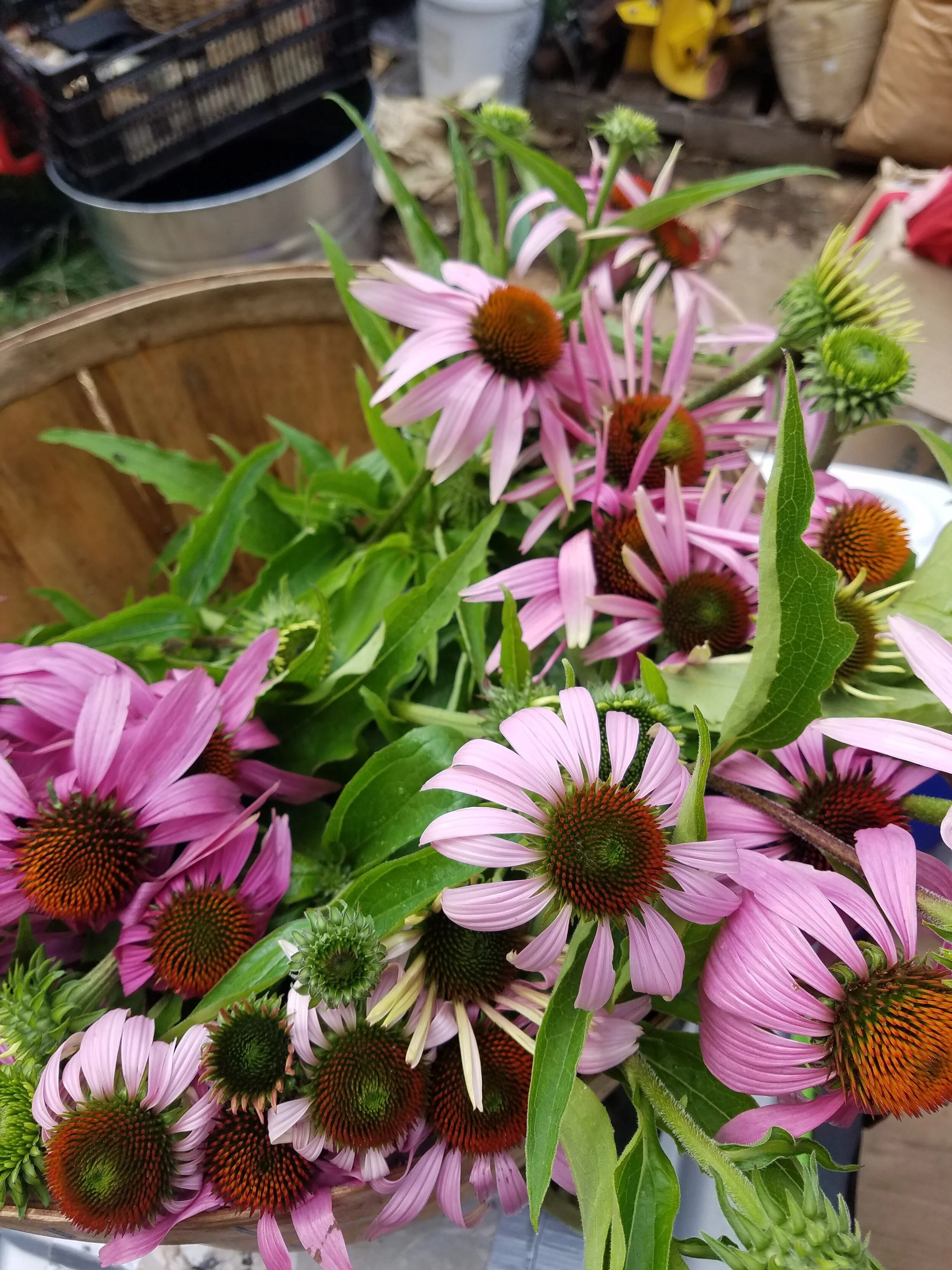 echinacea in bushel basket.jpg