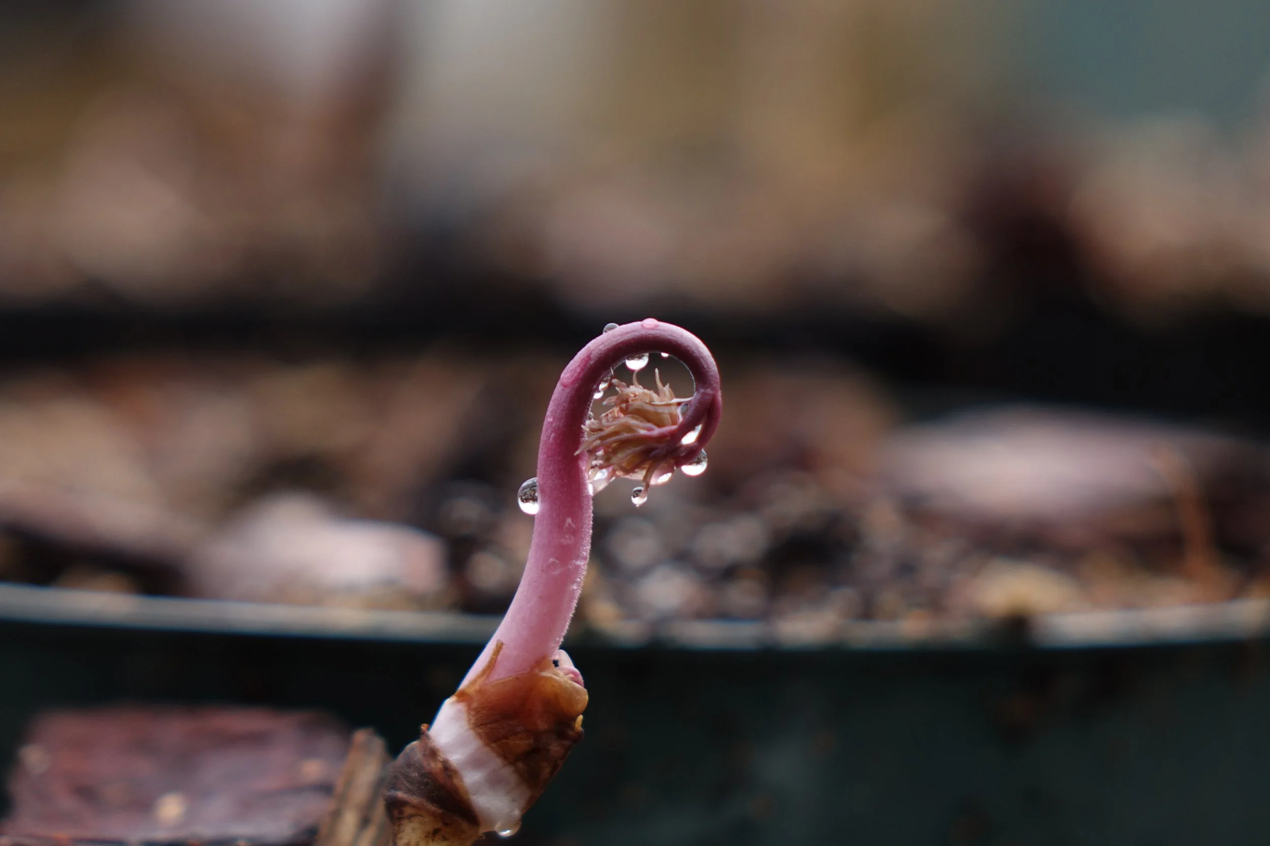 Black Cohosh Water Droplets.JPG