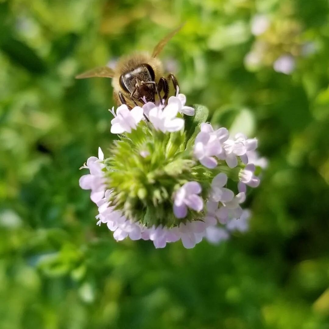 Happy Solstice everyone! We're hoping to get more of our herbs to people on the North Shore! So from right now through next Tuesday, we're offering 10% off all CSA purchases for folks who want to pick up in Melrose and Salem. The Salem CSA is being g