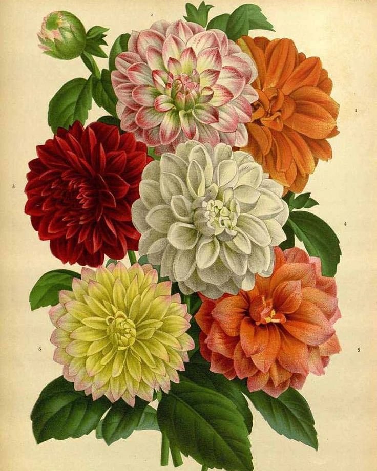 Today is the last day of @herbstalk!! And for the finale of this edition of #fivedaysofherbstalk we have DAHLIAS!!!! Our friends at the brand spanking new @13moonfarm have graced our booth with a gorgeous array of these beauties that are just itching