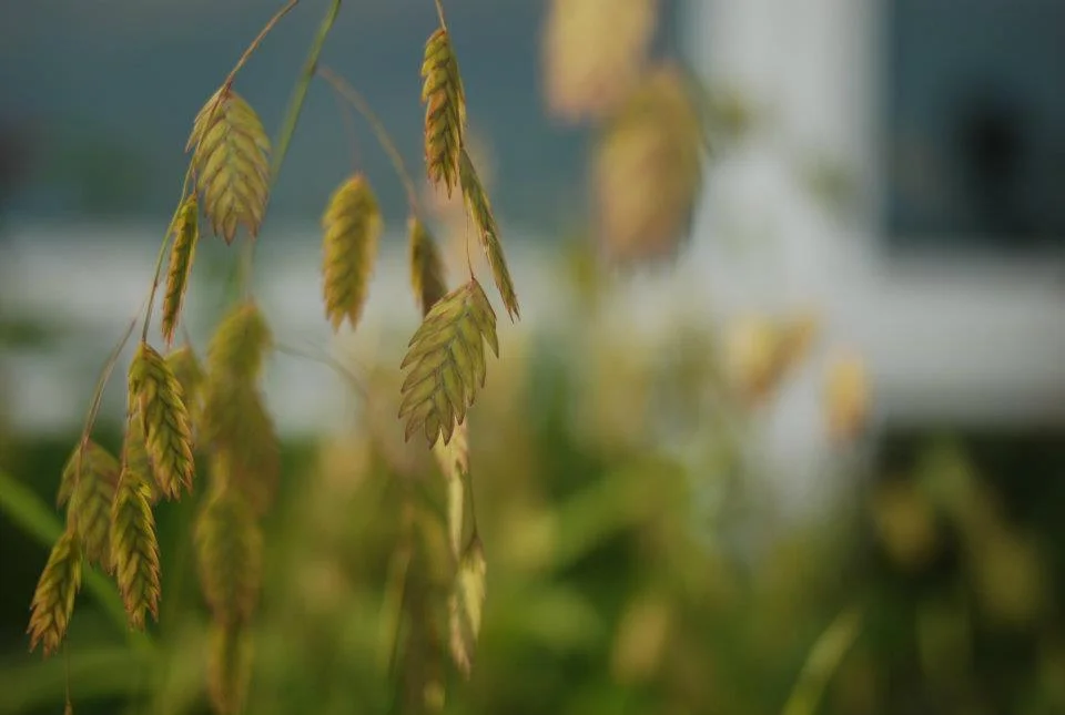 Kahlon_Satpreet_Flowers03.jpg