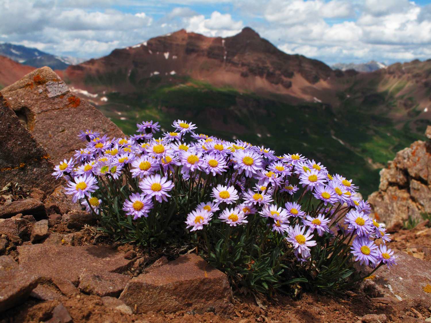 "Asters with a View"