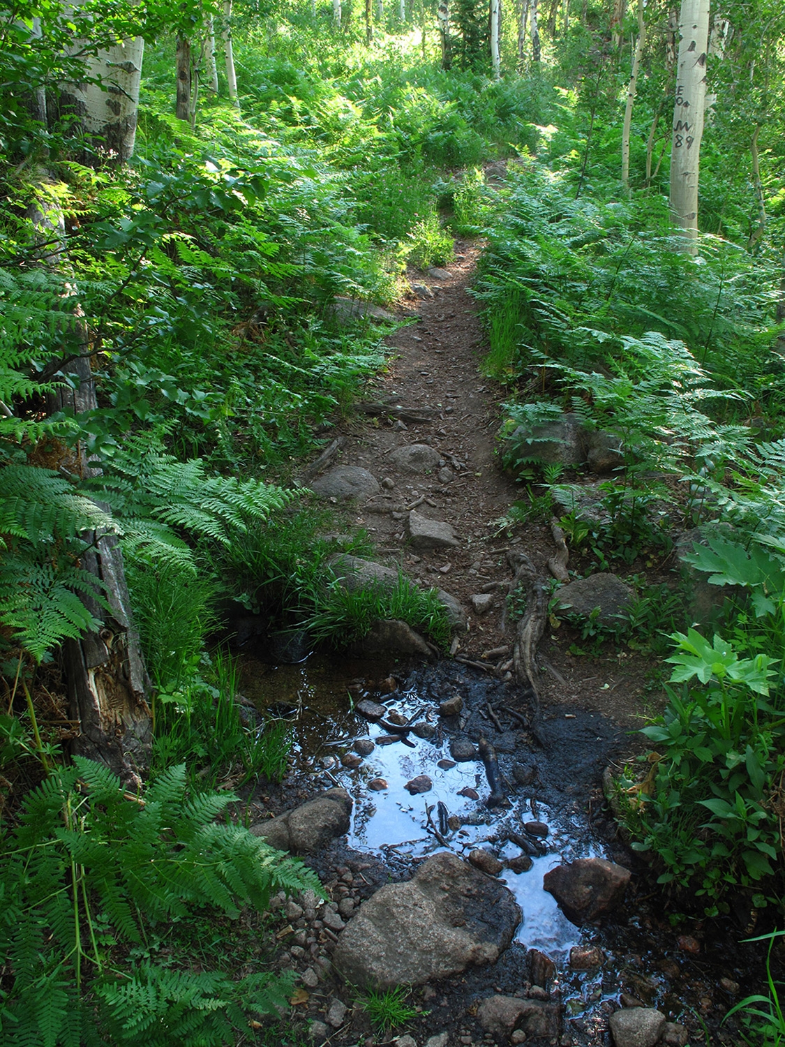 "Pathway to Adventure"