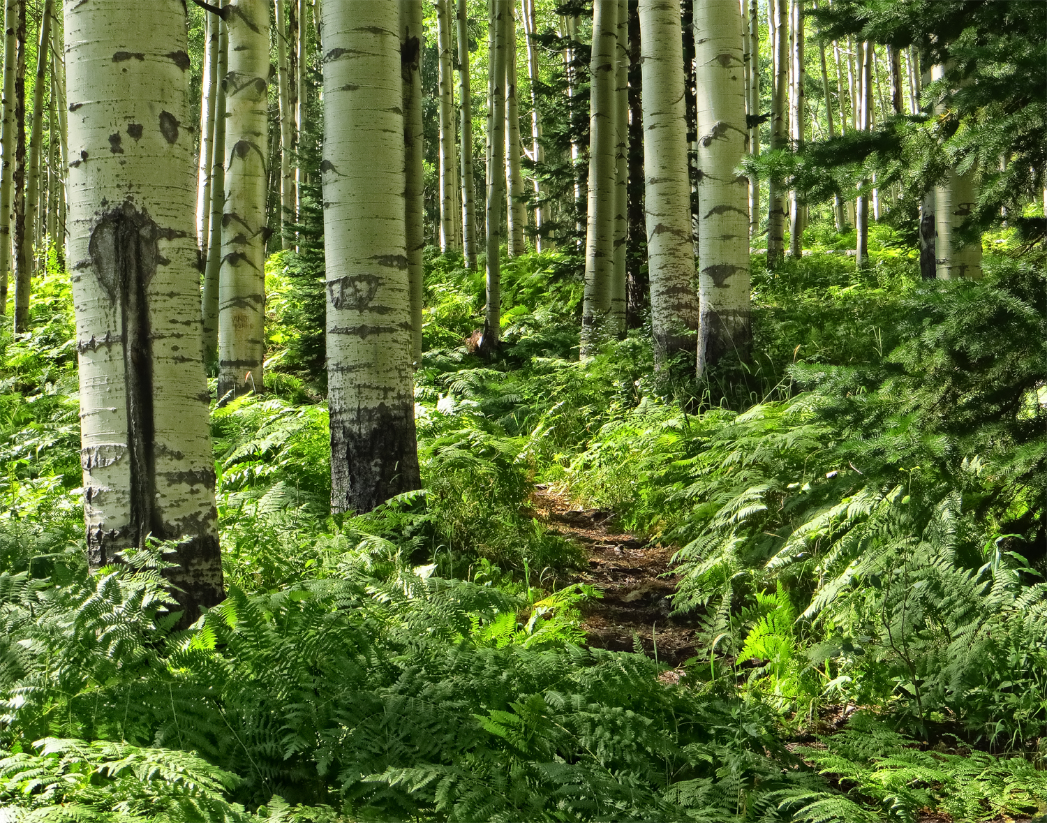 "Fern Forest"