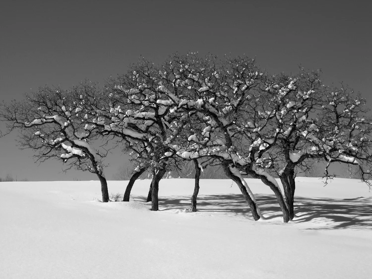 "Sturdy Like an Oak" in black & white