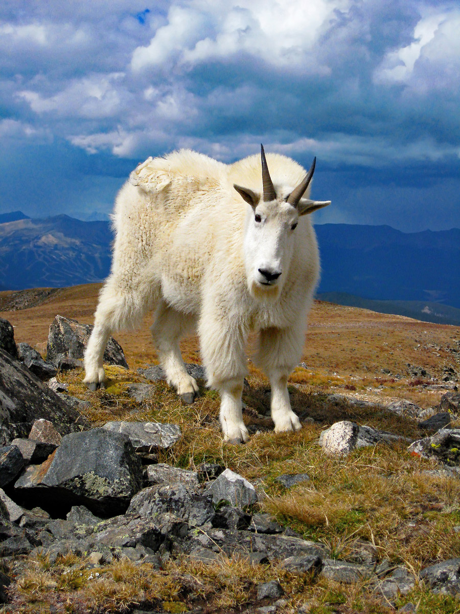 "You've Got My Goat!"