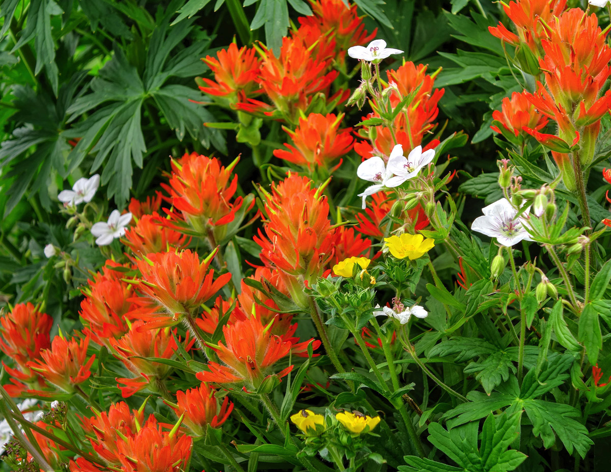 Orange Crush Paintbrush