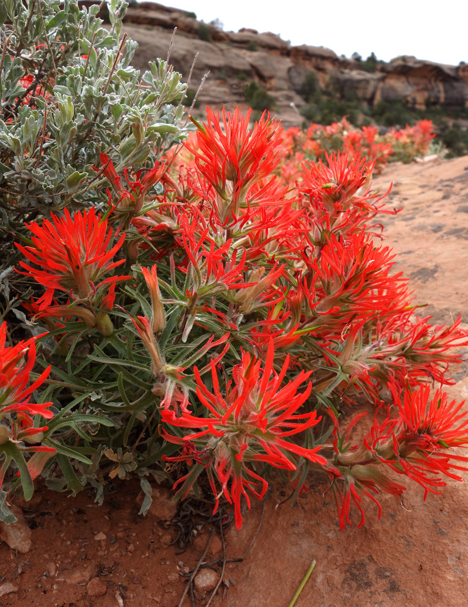 Springtime In the Desert