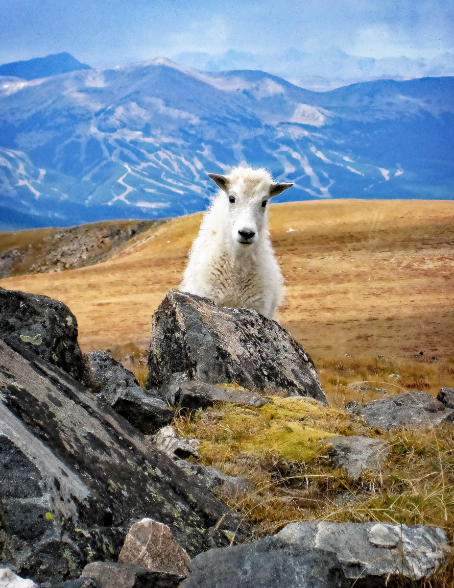 Here's Looking' At You, Kid