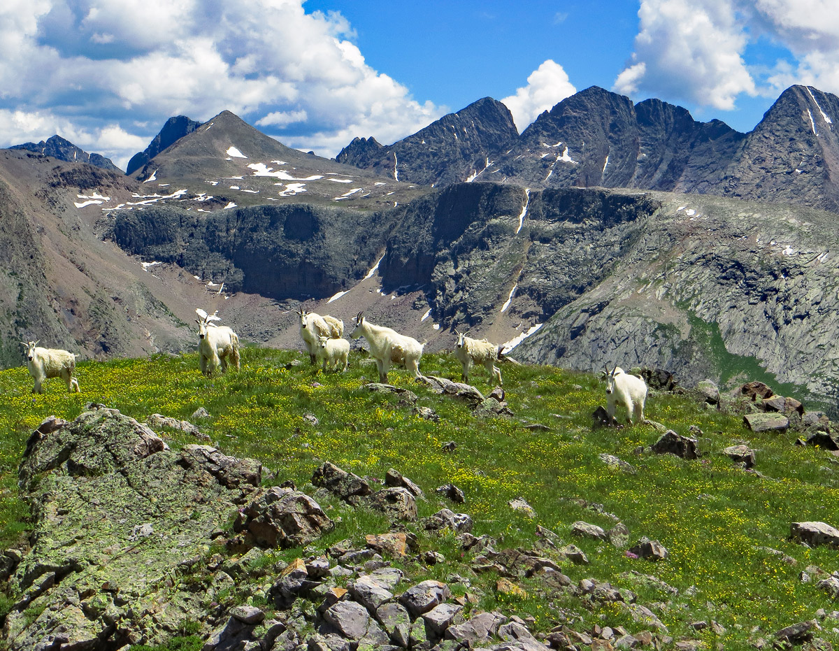 Grenadier Goats