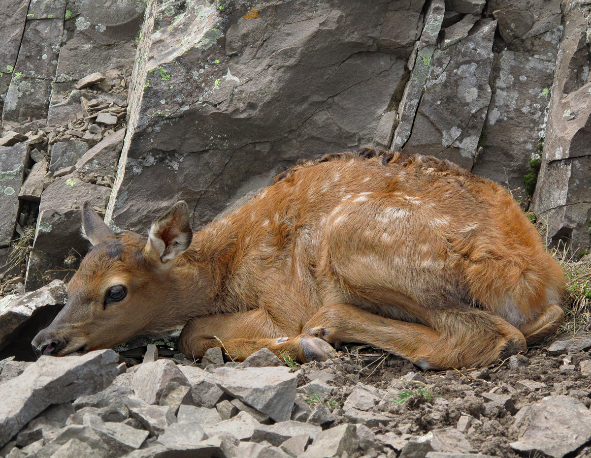Newborn
