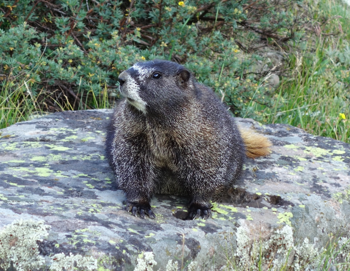 Fat, Lazy Marmot