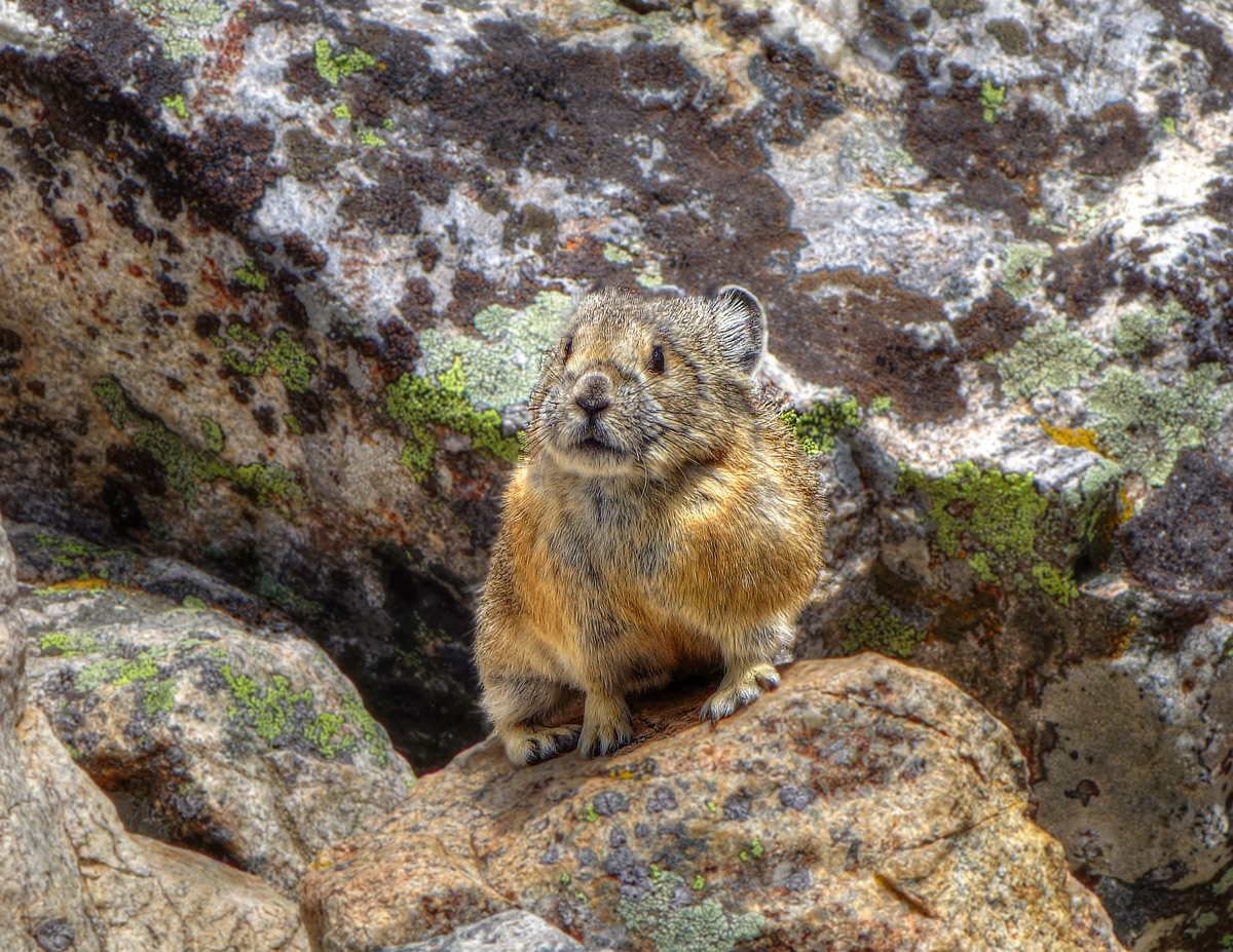 Pint-sized Pika