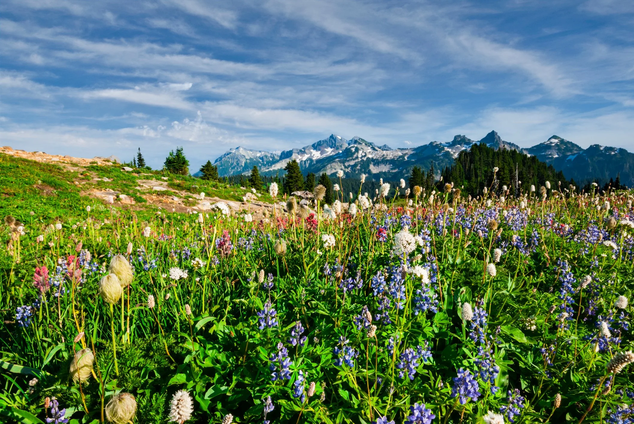 Mountain Flowers 2 istockphoto.jpg