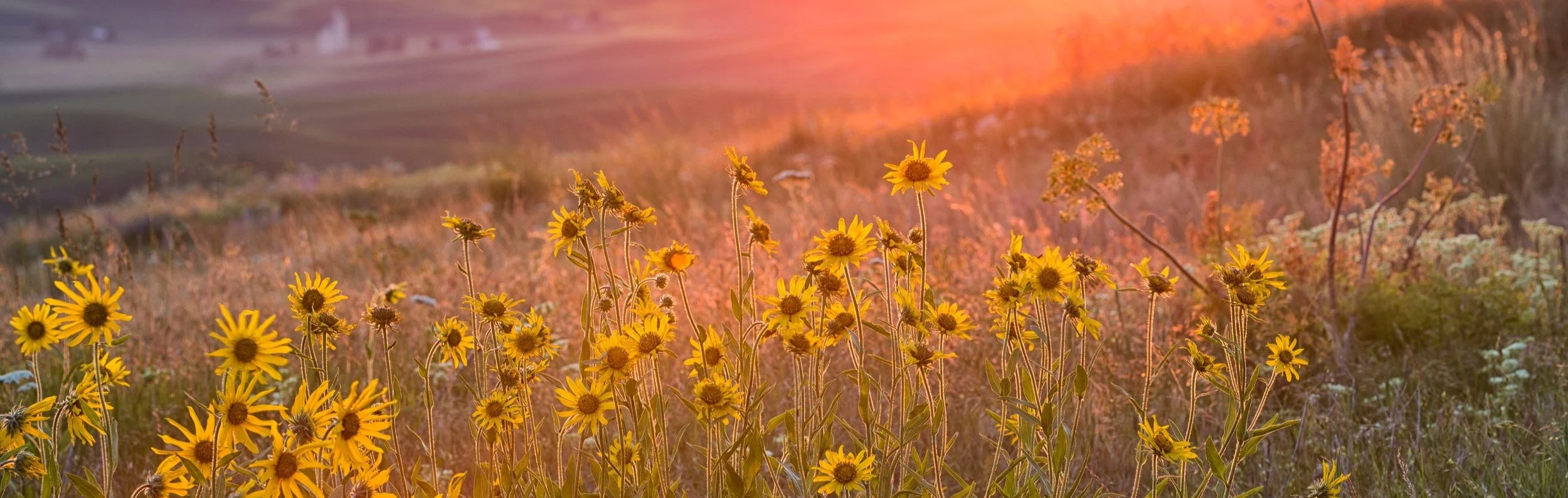 Sunny+Field+istockphoto.jpg