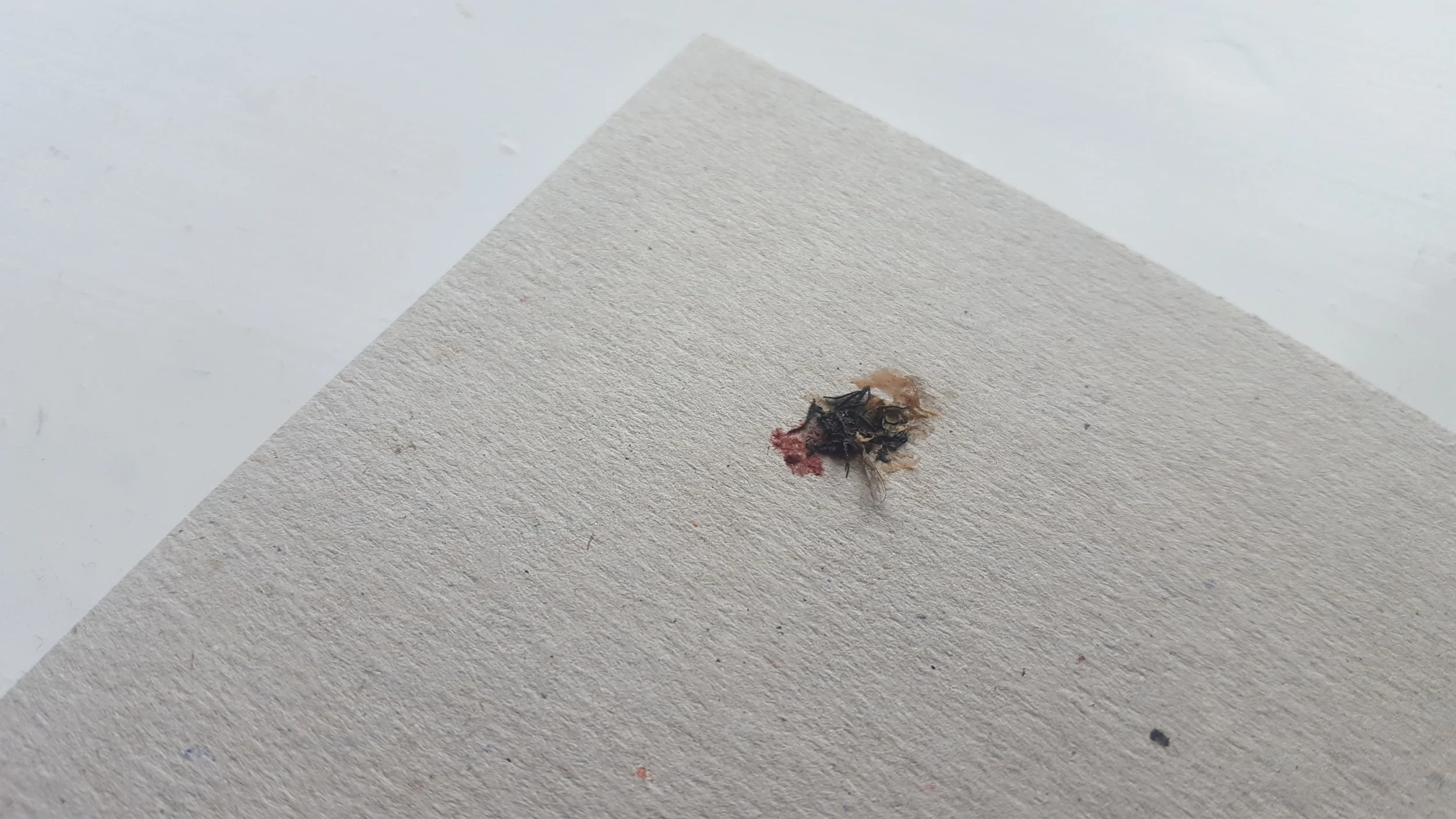 The Cole Fly Dies