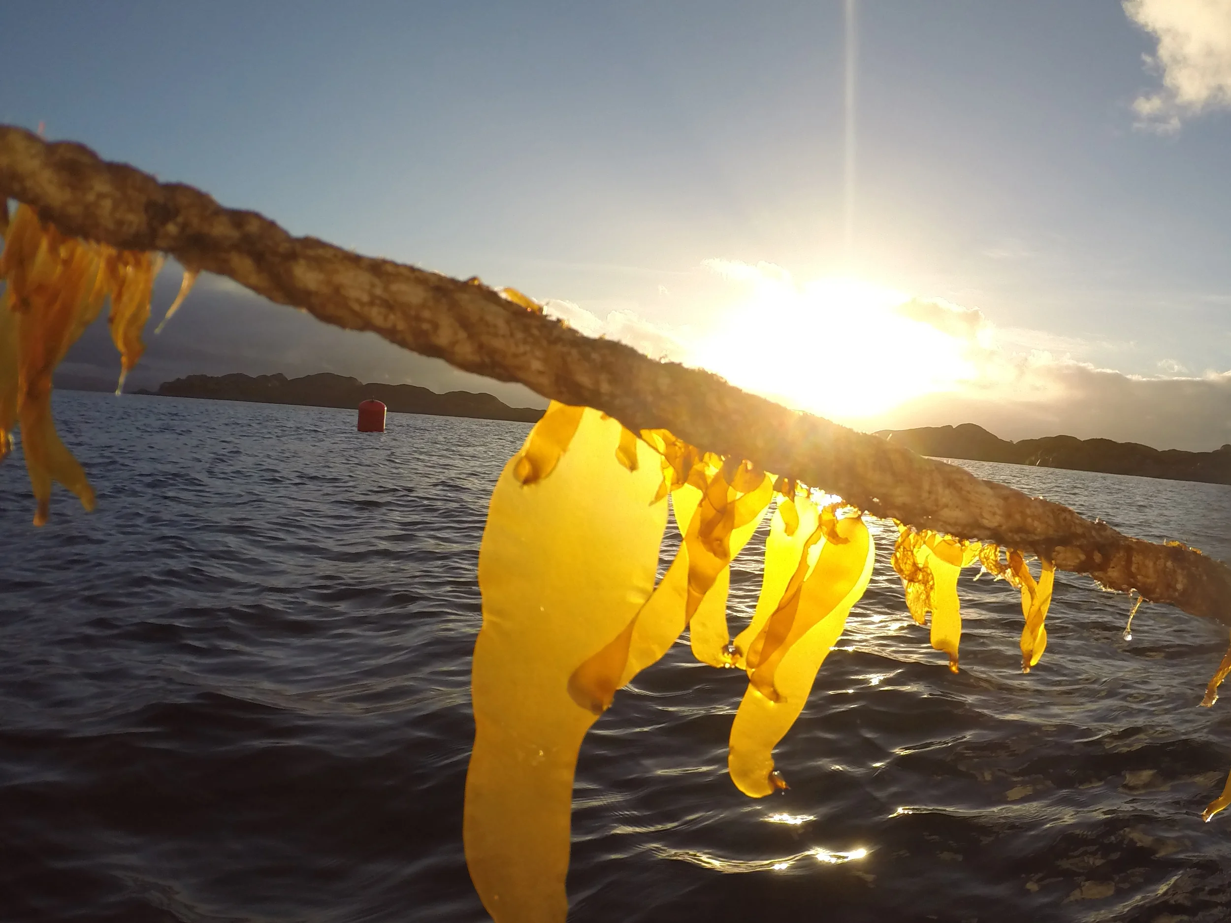 Havets grønnsaker tang og tare inn i kosten 