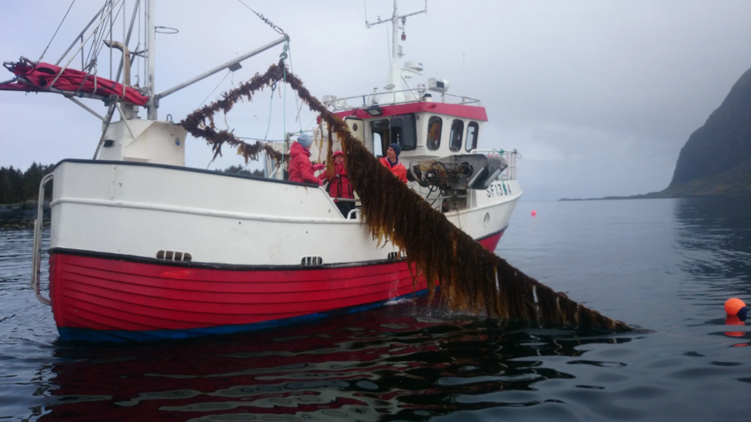 Tang, naturens “supermat”