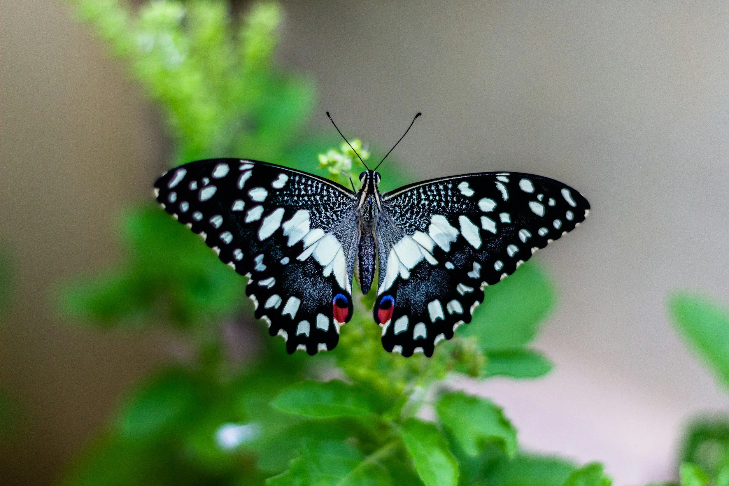 Frederic Laloux - Reinventing Organizations