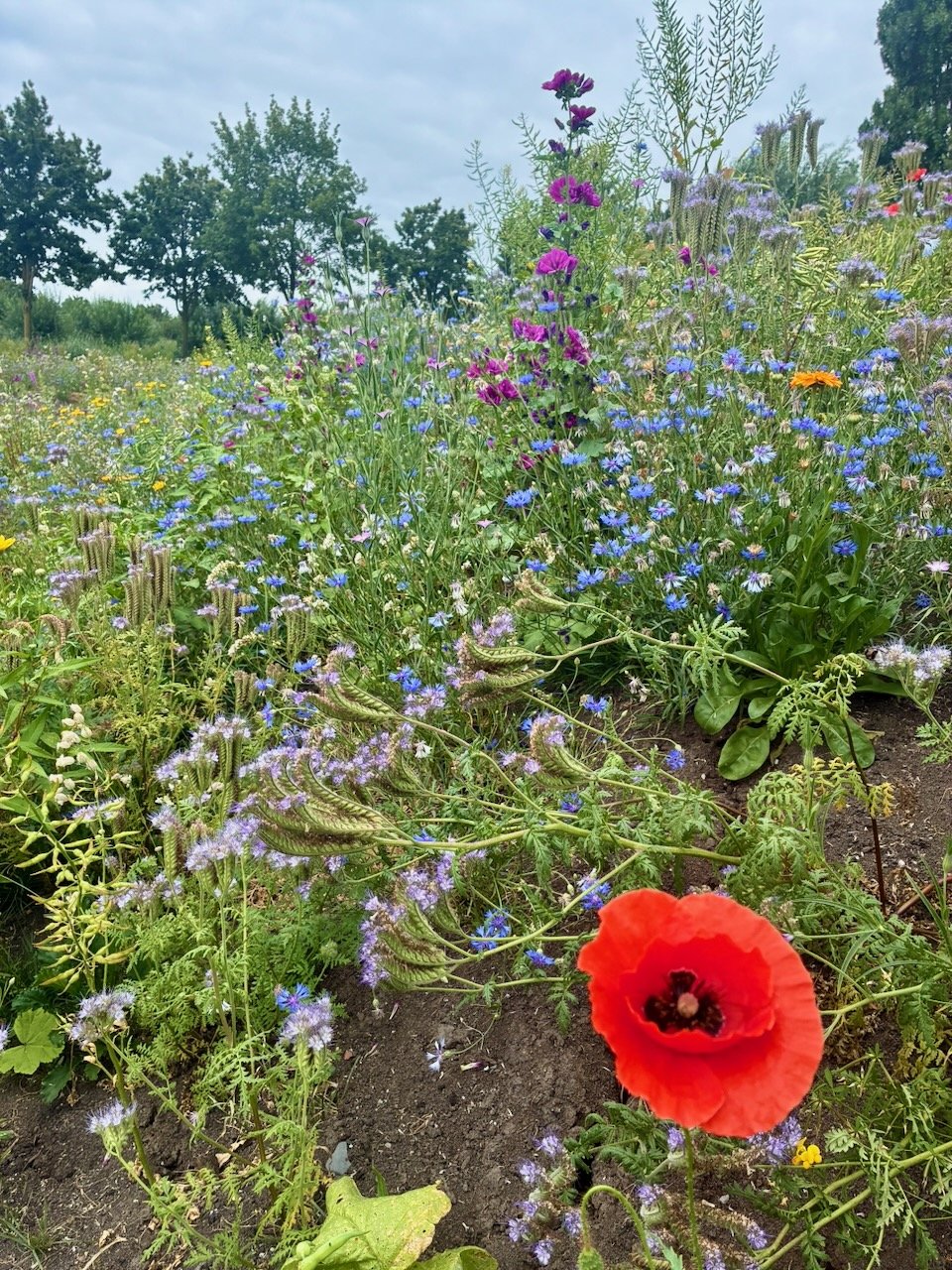 IMG_5453.jpeg