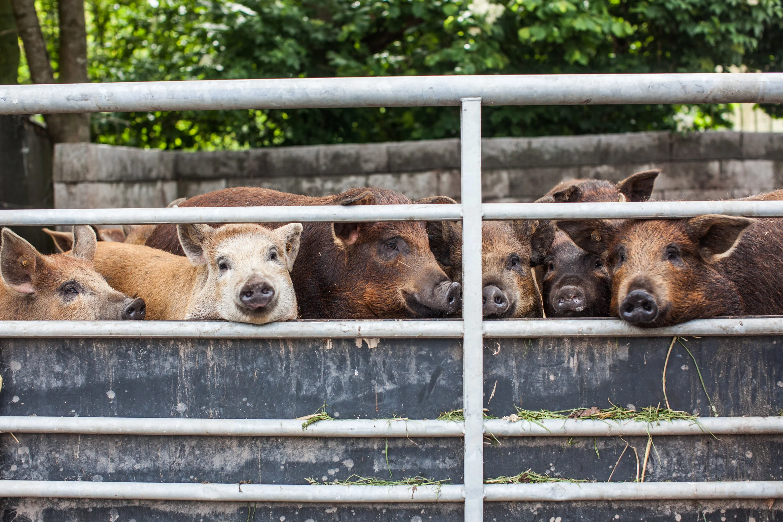 Pigs grown with love - De Wassende maan