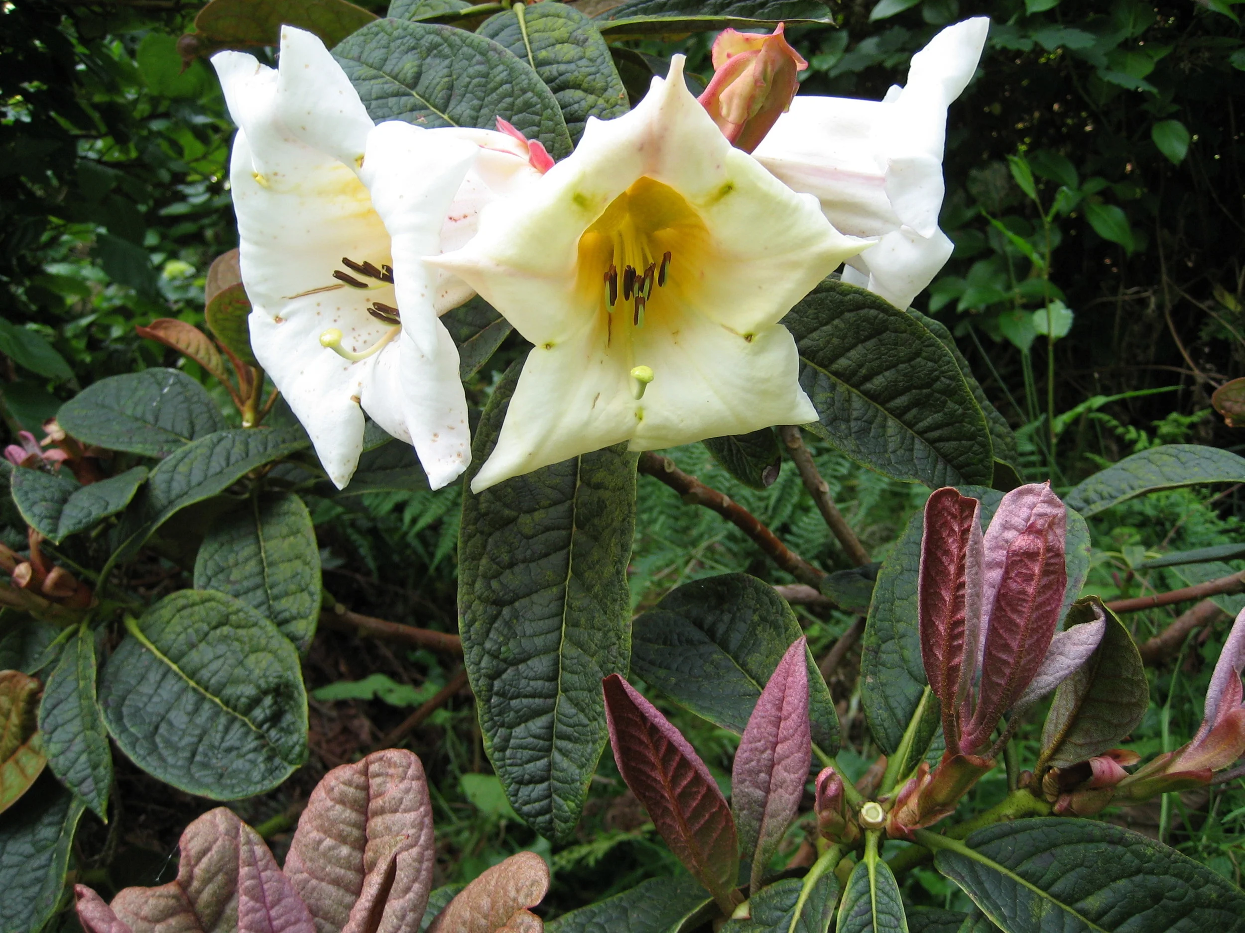 Rhododendron nuttallii 
