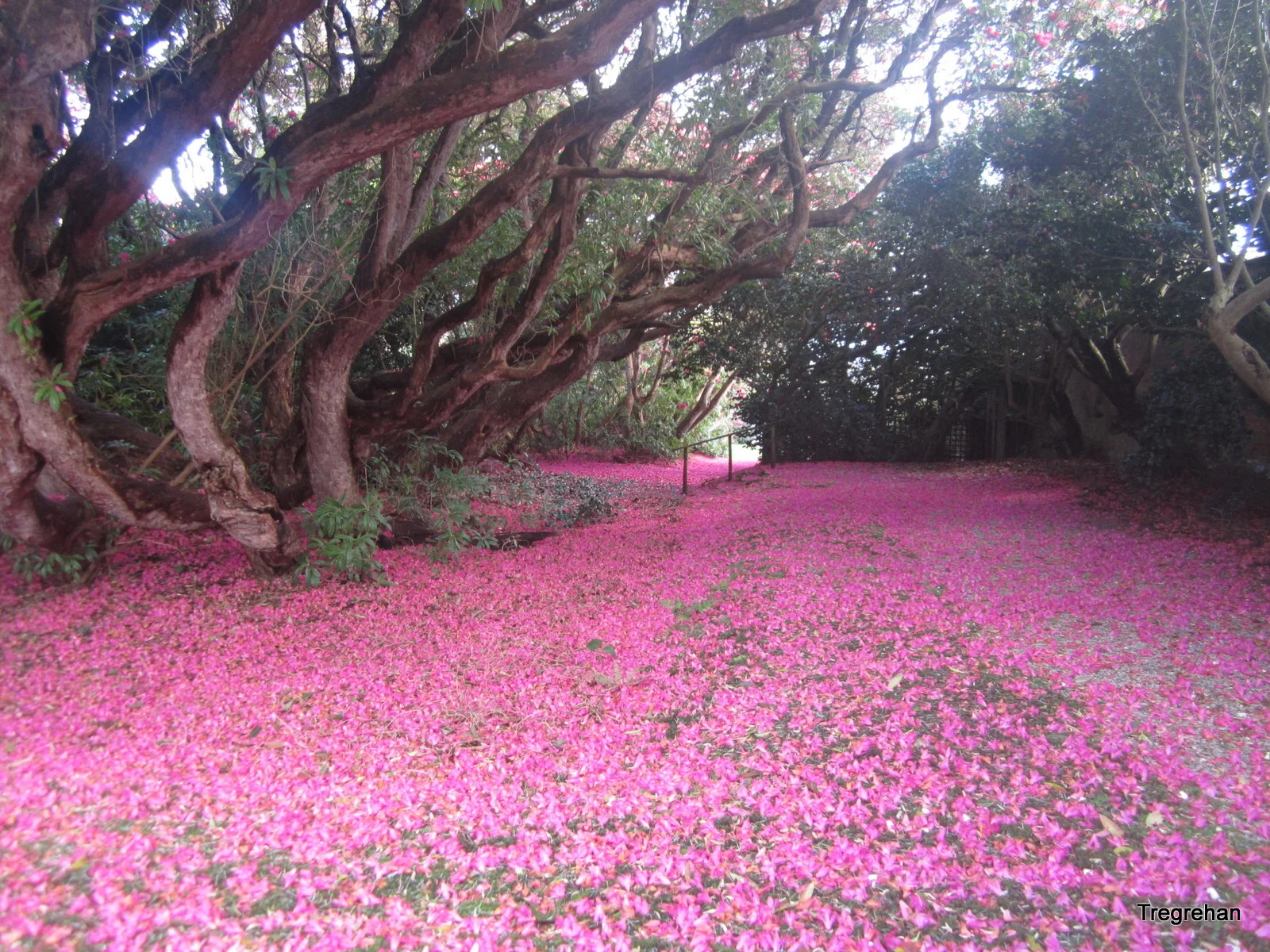 Rhododendron Cornish Red