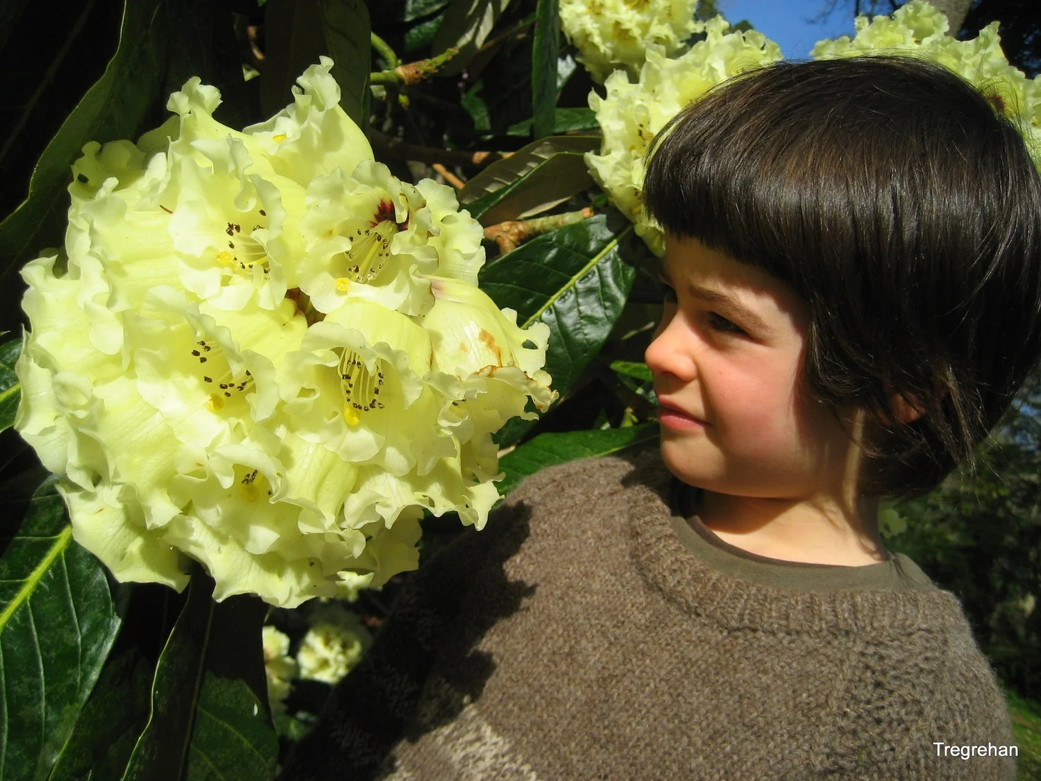 Rhododendron macabeanum