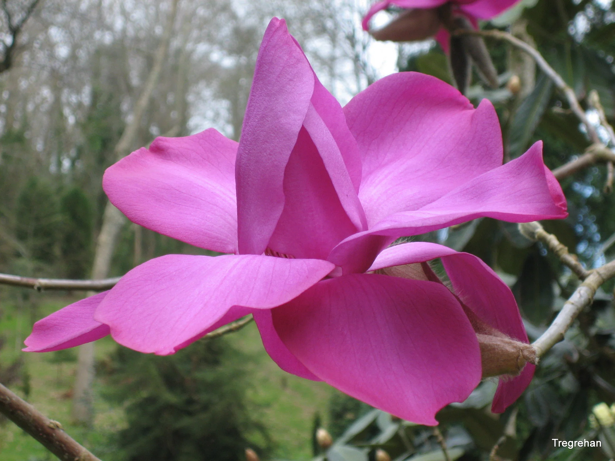 Magnolia campbellii Werrington