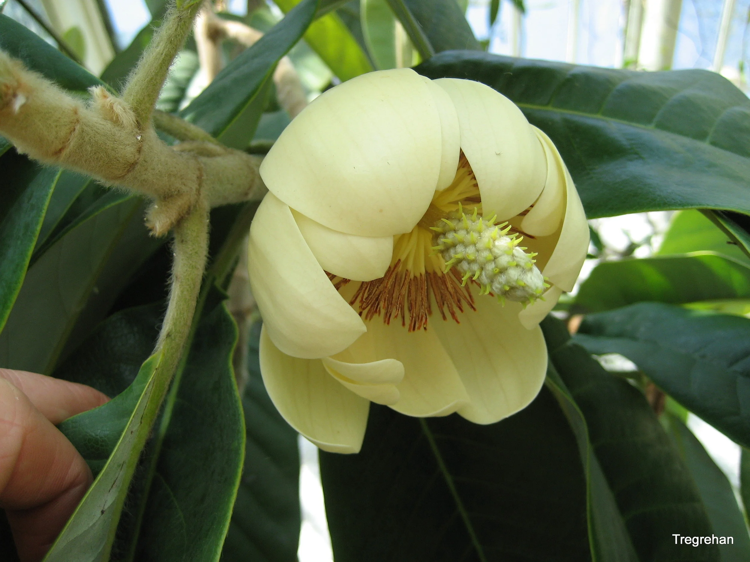 Magnolia fulva