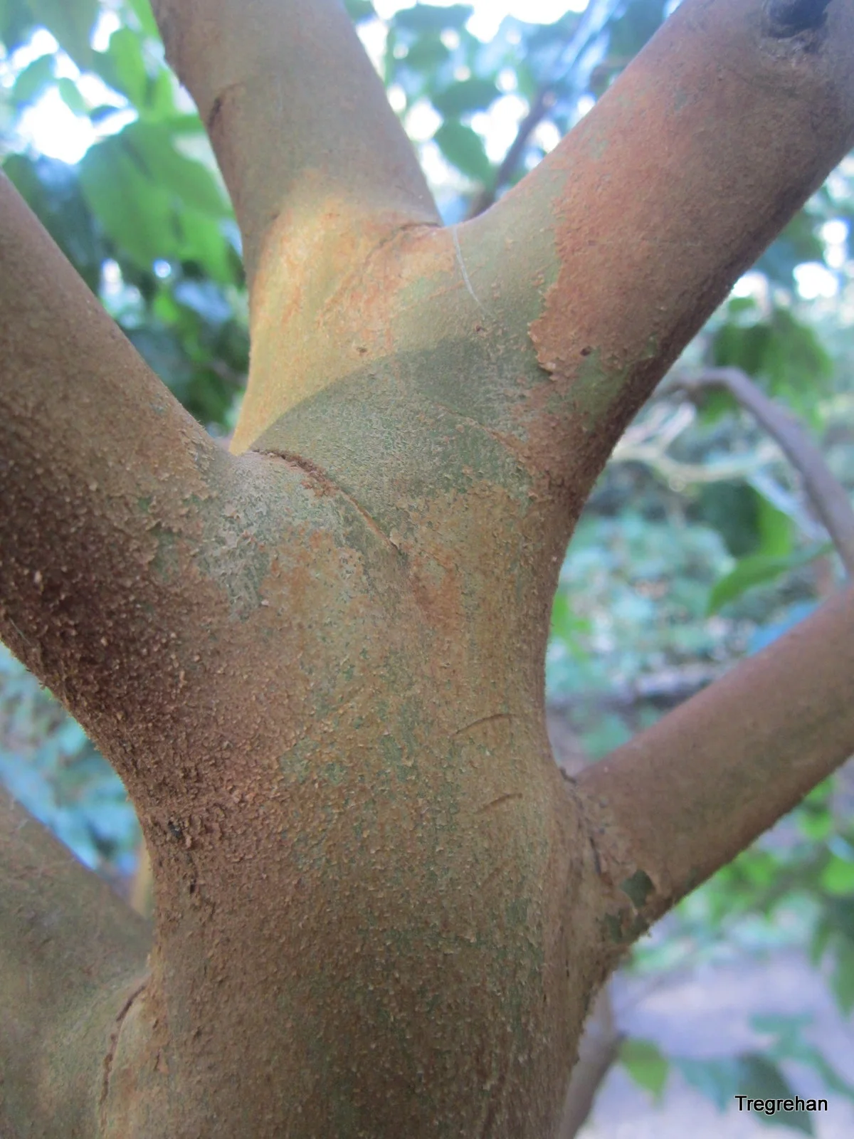  Camellia trichocarpa&nbsp;bark 