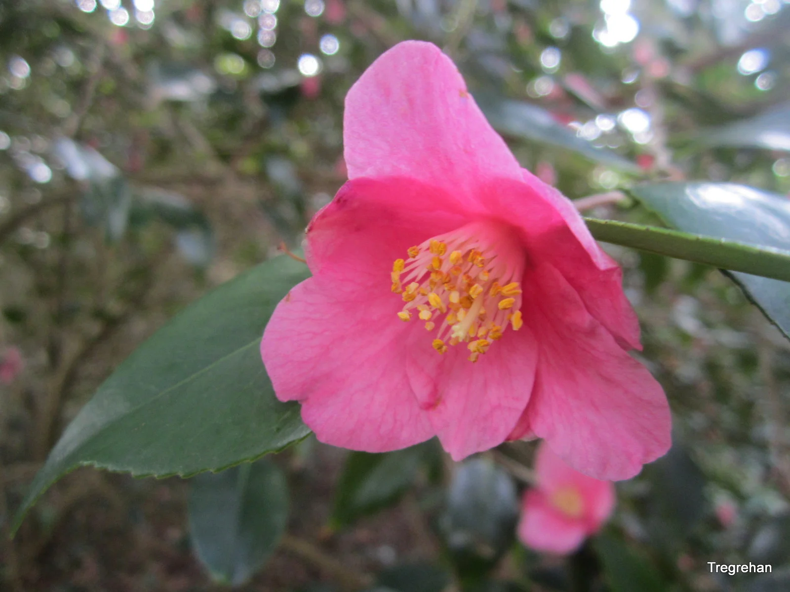  Camellia Cornish Spring. Bred at Tregrehan by Miss OGG Carlyon 