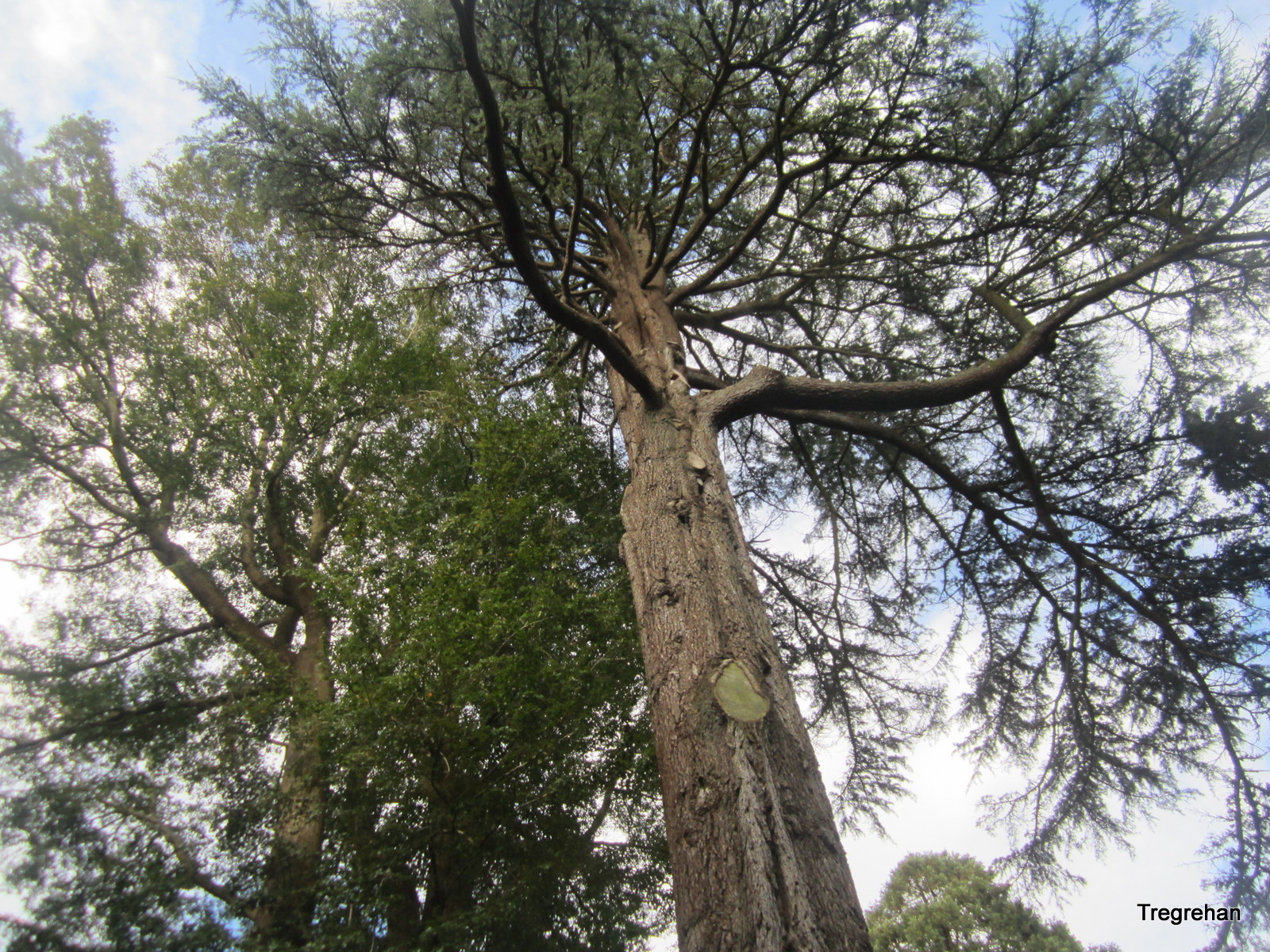 Nothofagus fusca and Cedrus deodara