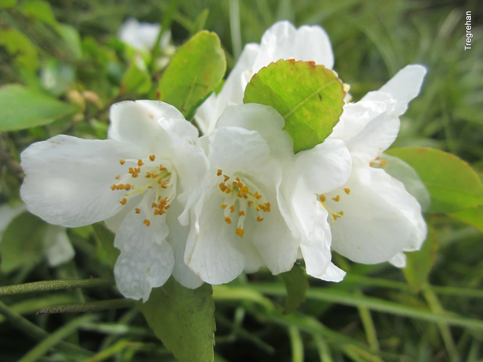  Camellia lutchuensis 