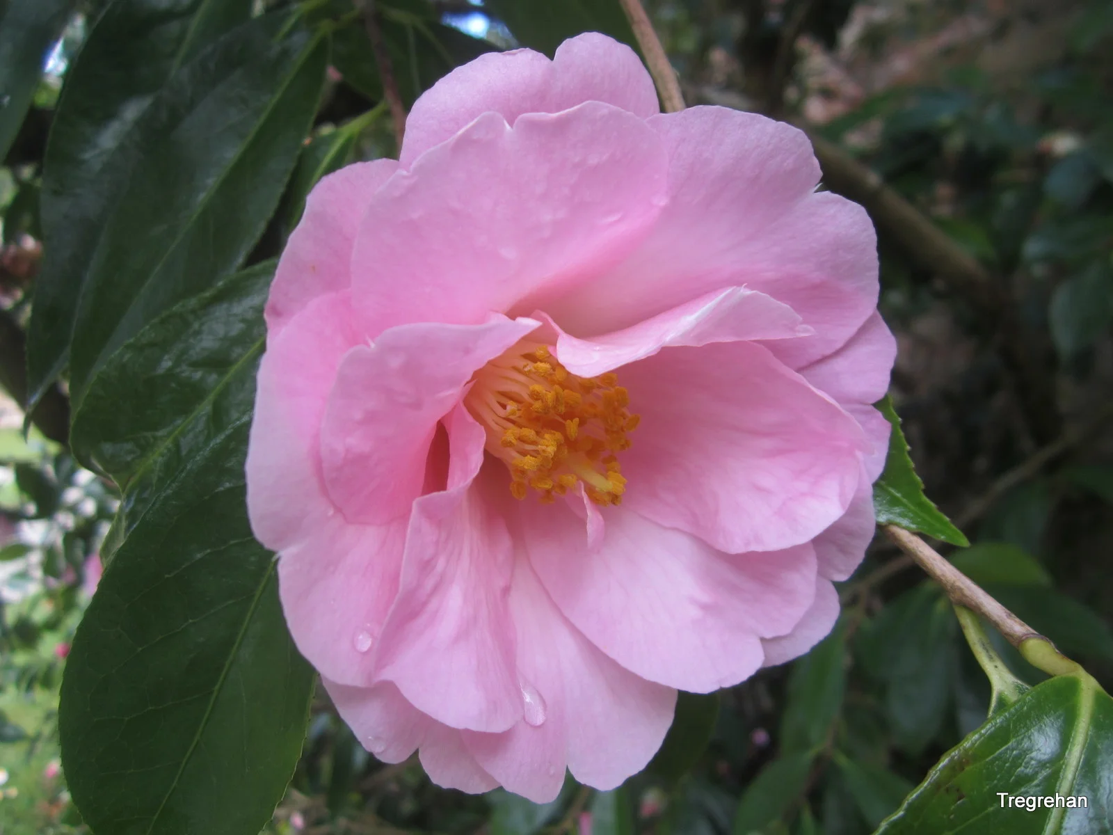  Camellia Jenefer Carlyon. Winner of the RHS Reginald&nbsp;Cory Cup.  Bred By Miss OGG Carlyon at Tregrehan. 