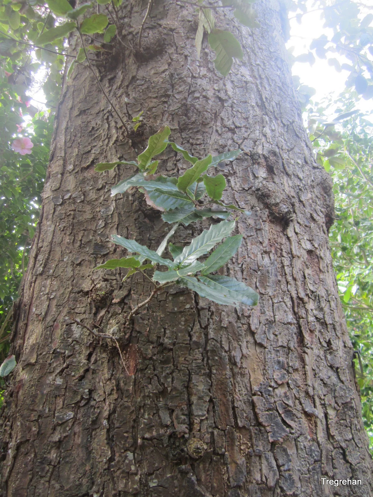  Quercus semecarpifolia, the original introduction into the UK. 