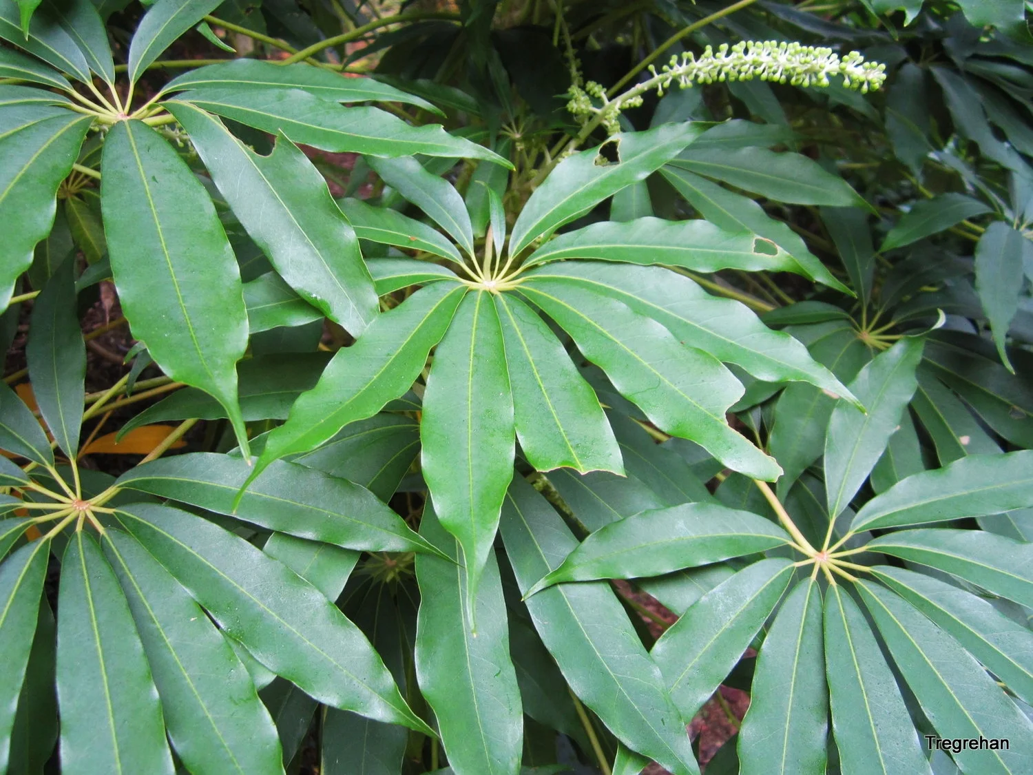  Schefflera taiwaniana, one of the hardiest species 
