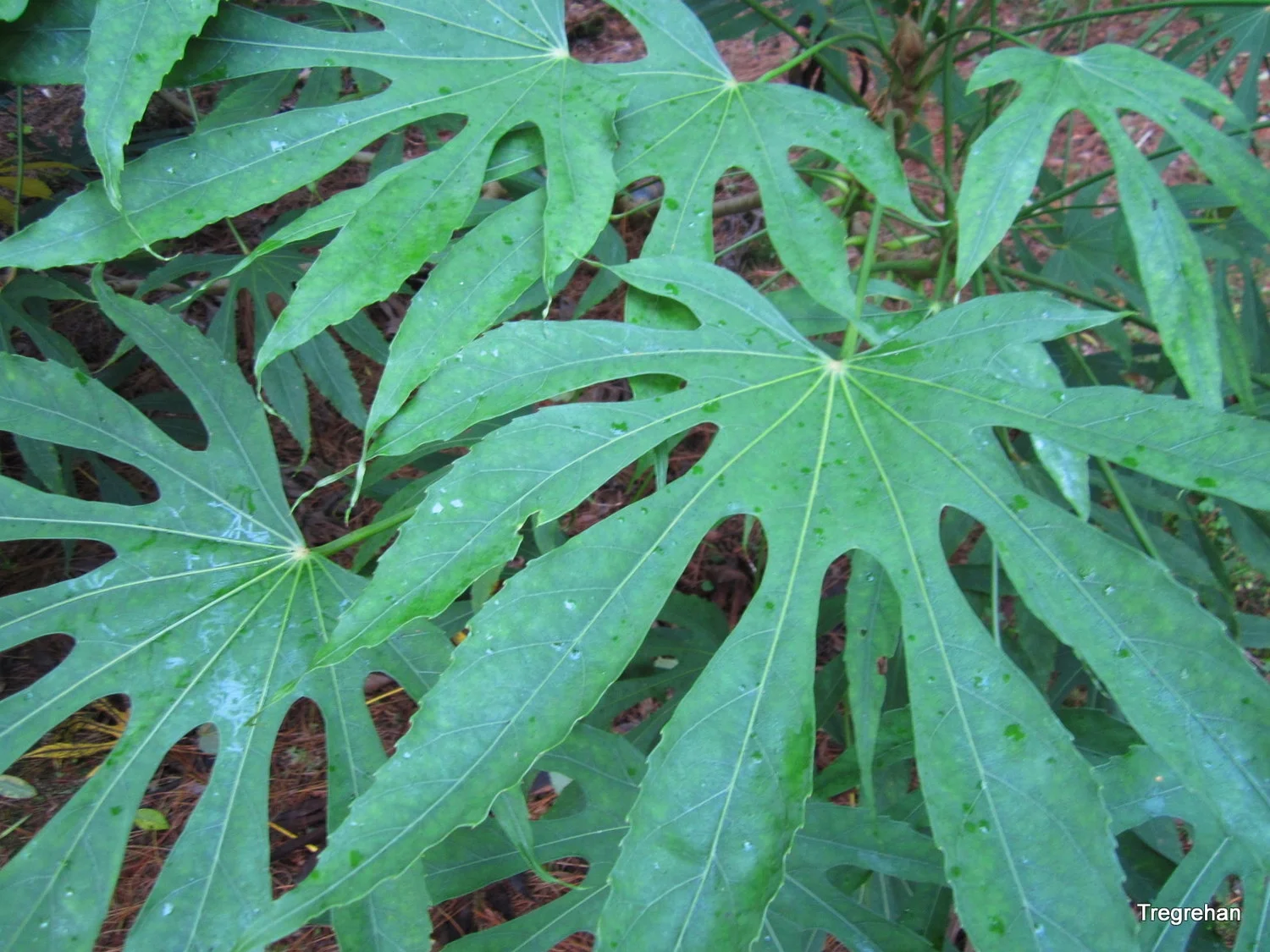  Fatsia polycarpa; Needham Form 