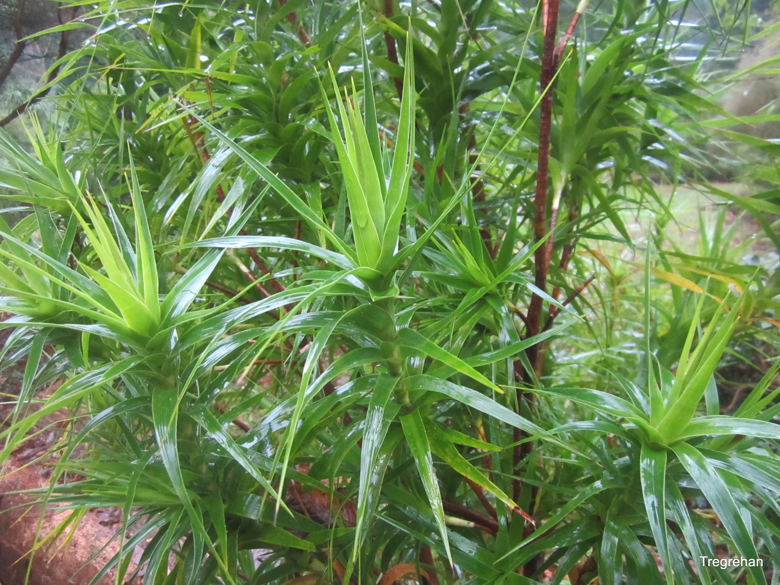  Dracophyllum arboreum 