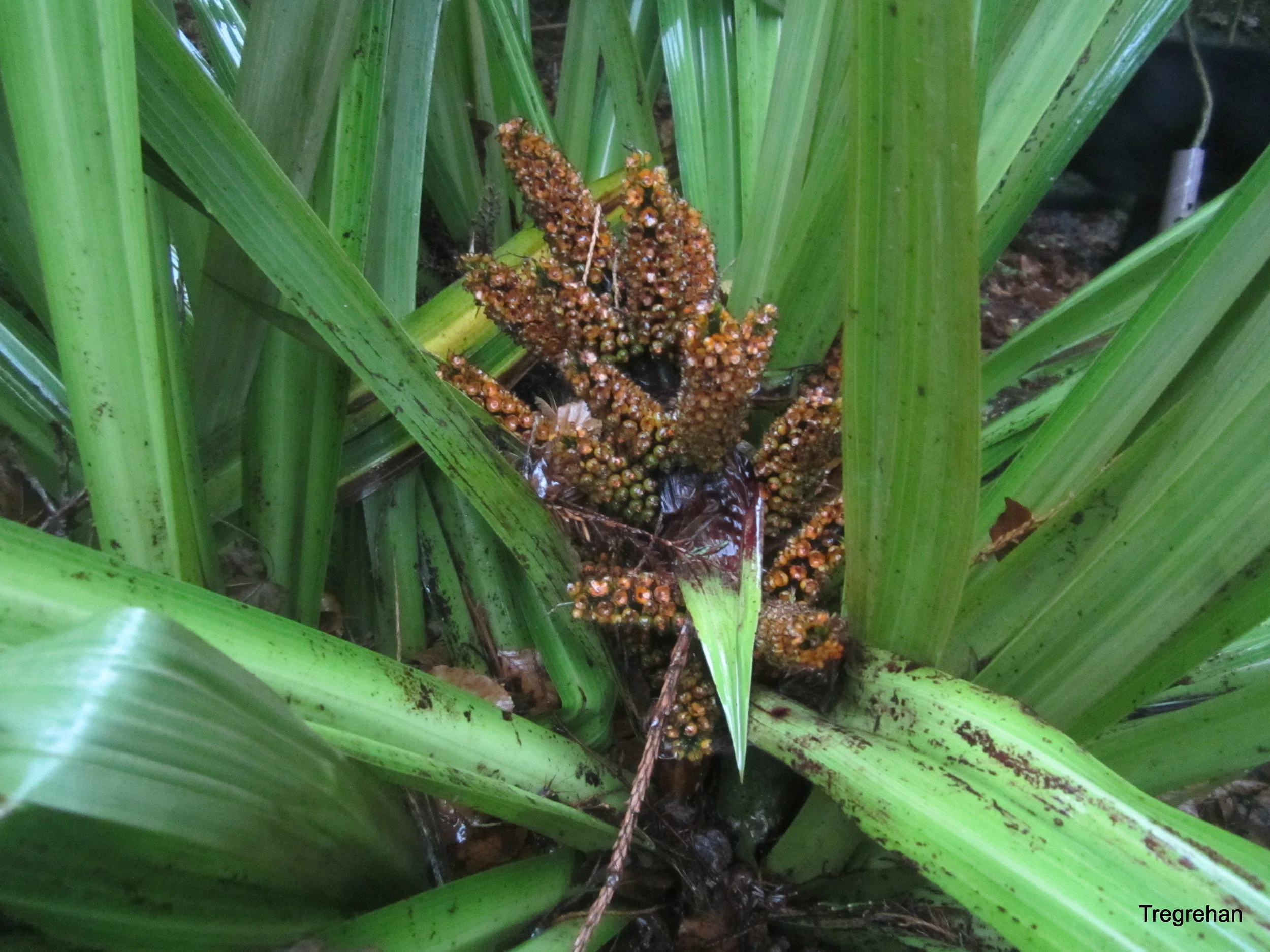  Astelia fragrans 