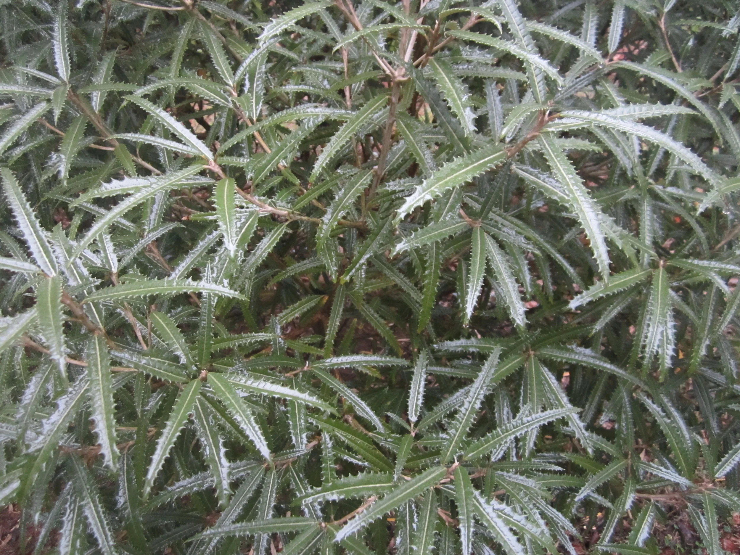  Olearia x scilloniensis 